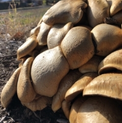 Gymnopilus junonius at Hackett, ACT - 11 Jun 2018