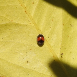 Diomus notescens at Fadden, ACT - 8 Feb 2018