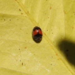 Diomus notescens at Fadden, ACT - 8 Feb 2018 09:44 AM