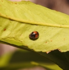 Diomus notescens at Fadden, ACT - 8 Feb 2018