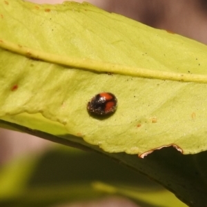 Diomus notescens at Fadden, ACT - 8 Feb 2018