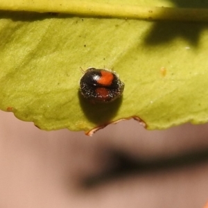 Diomus notescens at Fadden, ACT - 8 Feb 2018