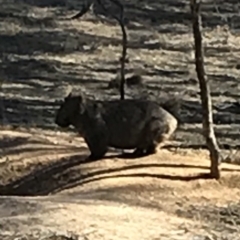 Vombatus ursinus (Bare-nosed Wombat) at Bungendore, NSW - 10 Jun 2018 by yellowboxwoodland