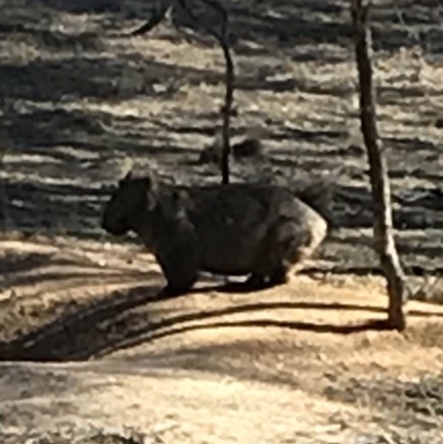 Vombatus ursinus (Common wombat, Bare-nosed Wombat) at Bungendore, NSW - 10 Jun 2018 by yellowboxwoodland