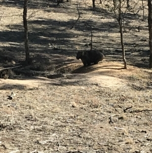 Vombatus ursinus at Bungendore, NSW - 10 Jun 2018 12:36 PM