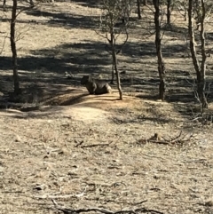 Vombatus ursinus at Bungendore, NSW - 10 Jun 2018 12:36 PM