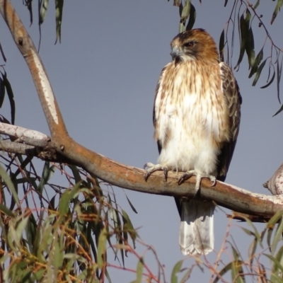 Hieraaetus morphnoides (Little Eagle) by roymcd