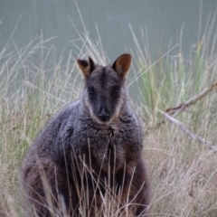 Wallabia bicolor (Swamp Wallaby) at Paddys River, ACT - 22 May 2018 by roymcd