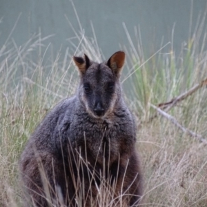 Wallabia bicolor at Paddys River, ACT - 22 May 2018