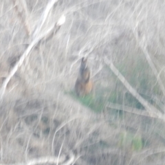 Wallabia bicolor (Swamp Wallaby) at Molonglo Valley, ACT - 10 Jun 2018 by MichaelMulvaney