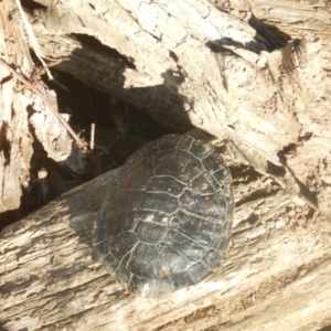 Chelodina longicollis at Molonglo River Reserve - 10 Jun 2018 03:13 PM