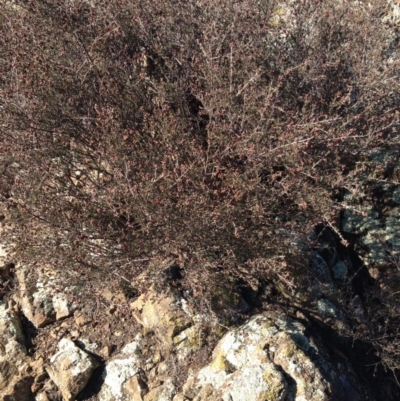 Cryptandra speciosa subsp. speciosa (Silky Cryptandra) at Molonglo Valley, ACT - 11 Jun 2018 by MichaelMulvaney