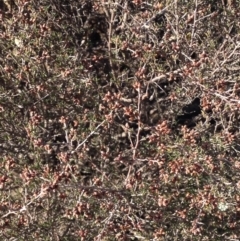 Cryptandra speciosa subsp. speciosa at Molonglo River Reserve - 11 Jun 2018