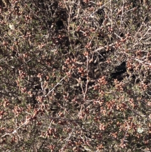 Cryptandra speciosa subsp. speciosa at Molonglo River Reserve - 11 Jun 2018