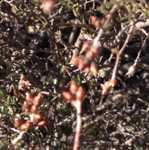 Cryptandra speciosa subsp. speciosa at Molonglo River Reserve - 11 Jun 2018 12:29 PM