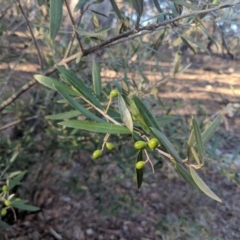 Olea europaea subsp. cuspidata (African Olive) at Mount Ainslie - 11 Jun 2018 by WalterEgo