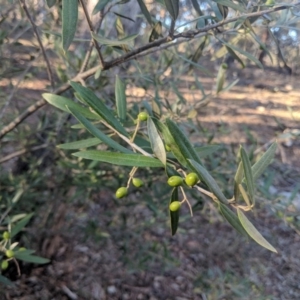 Olea europaea subsp. cuspidata at Majura, ACT - 11 Jun 2018