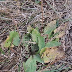 Plantago major at Campbell, ACT - 28 May 2018