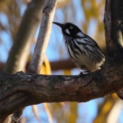 Phylidonyris novaehollandiae (New Holland Honeyeater) at Fyshwick, ACT - 11 Jun 2018 by BIrdsinCanberra