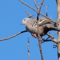 Ocyphaps lophotes (Crested Pigeon) at Canberra Central, ACT - 9 Jun 2018 by BIrdsinCanberra