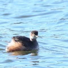 Tachybaptus novaehollandiae (Australasian Grebe) at Molonglo Valley, ACT - 9 Jun 2018 by BIrdsinCanberra