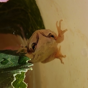 Litoria latopalmata at Mitchell, ACT - 13 Feb 2018