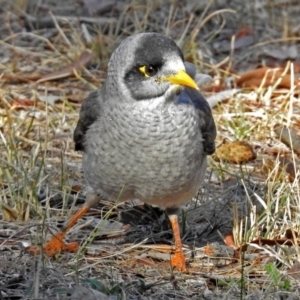 Manorina melanocephala at Fadden, ACT - 11 Jun 2018