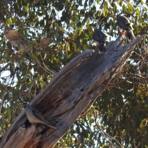 Manorina melanocephala at Fadden, ACT - 11 Jun 2018 01:13 PM