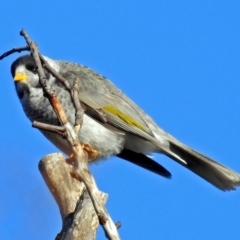 Manorina melanocephala at Fadden, ACT - 11 Jun 2018