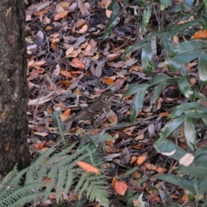 Zoothera lunulata at Acton, ACT - 11 Jun 2018