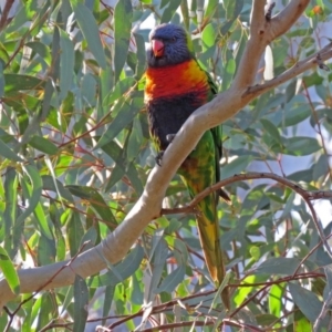 Trichoglossus moluccanus at Fadden, ACT - 11 Jun 2018