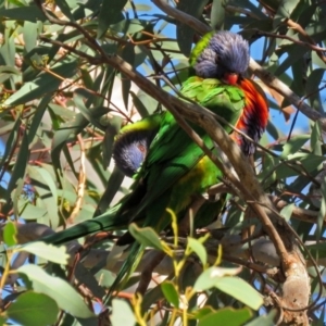 Trichoglossus moluccanus at Fadden, ACT - 11 Jun 2018