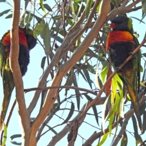 Trichoglossus moluccanus at Fadden, ACT - 11 Jun 2018