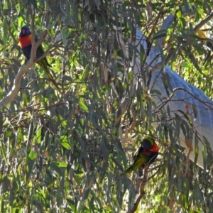 Trichoglossus moluccanus at Fadden, ACT - 11 Jun 2018