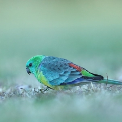 Psephotus haematonotus (Red-rumped Parrot) at Parkes, ACT - 11 Jun 2018 by Leo