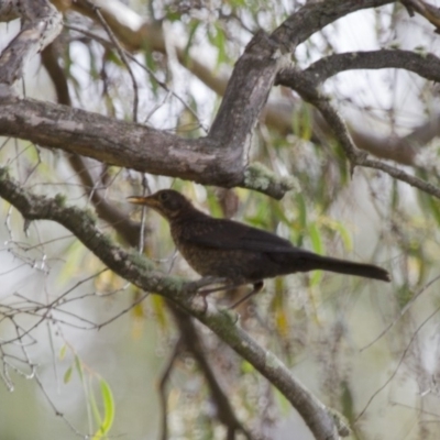 Turdus merula (Eurasian Blackbird) at Michelago, NSW - 1 Jan 2014 by Illilanga
