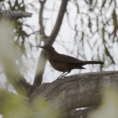 Turdus merula at Michelago, NSW - 2 Jan 2014