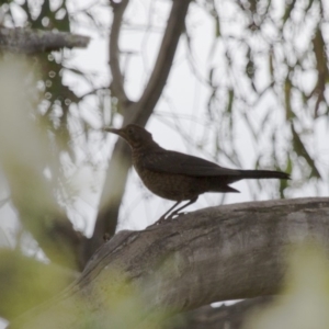 Turdus merula at Michelago, NSW - 2 Jan 2014