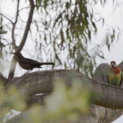 Turdus merula at Michelago, NSW - 2 Jan 2014