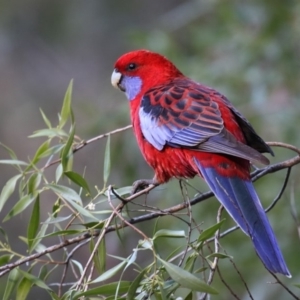 Platycercus elegans at Acton, ACT - 11 Jun 2018