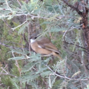 Pachycephala olivacea at Tennent, ACT - suppressed