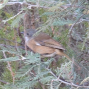 Pachycephala olivacea at Tennent, ACT - suppressed