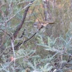 Pachycephala olivacea at Tennent, ACT - suppressed