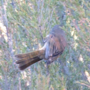 Pachycephala olivacea at Tennent, ACT - suppressed