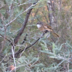 Pachycephala olivacea at Tennent, ACT - suppressed