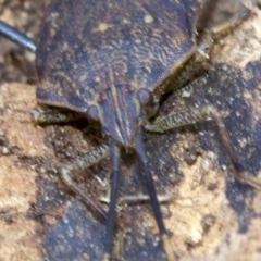 Poecilometis sp. (genus) (A Gum Tree Shield Bug) at Ainslie, ACT - 9 Jun 2018 by jbromilow50
