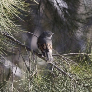 Pachycephala pectoralis at Michelago, NSW - 21 Aug 2015