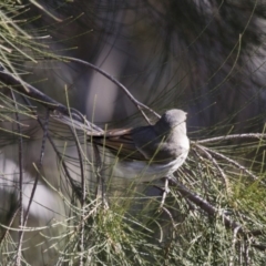 Pachycephala pectoralis at Michelago, NSW - 21 Aug 2015