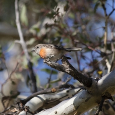 Petroica boodang (Scarlet Robin) at Michelago, NSW - 4 Jun 2012 by Illilanga