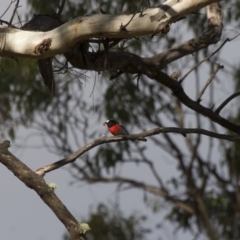 Petroica boodang at Michelago, NSW - 4 Jun 2012 04:00 PM